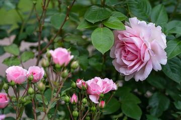 blooming pink rose and buds close up