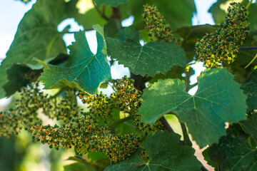 Young flowering vineyard