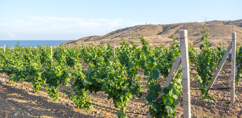 Young flowering vineyard