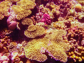 Naklejka na ściany i meble Colorful coral reef, underwater marine life. Marine nature and wildlife