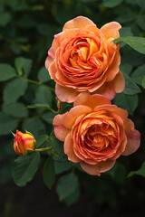 two yellow-orange roses and a  bud on a background of greenery close-up