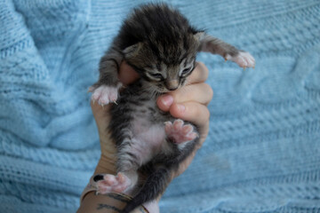 Gray little kitten in the  SMall iger.hand. Very cute fluffy animal.