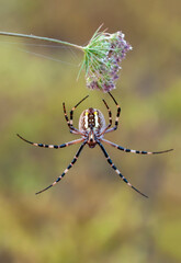  Beautiful spider on a spider web.  Beautiful spider feasting grasshopper on a spider web . Macro photo.