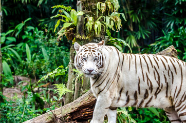 white tiger