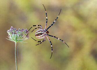  Beautiful spider on a spider web.  Beautiful spider feasting grasshopper on a spider web . Macro photo.