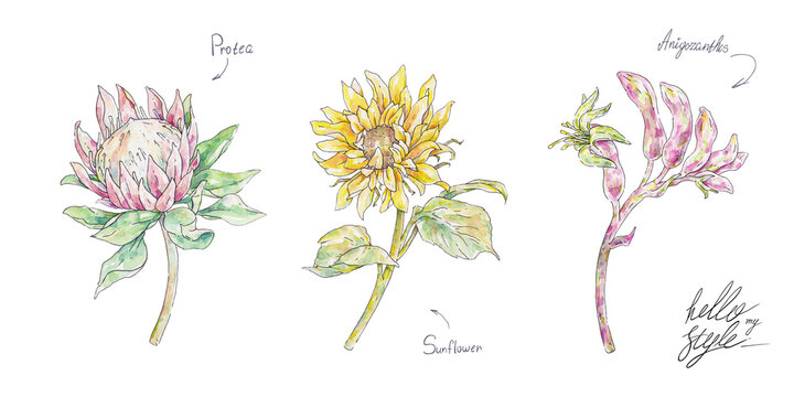 Watercolor yellow sunflower and pink protea anigozanthos isolated on white background. Handwork flowers draw. Set of watercolor illustrations. Drawing of blooming fiower