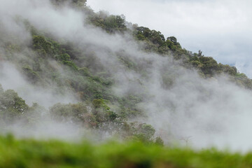 Mist after raining and green trees on mountain at Phu Chi Fah, Chiang Rai, Thailand.
