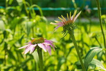 Echinacea Purpurea flowers, also known as Purple Coneflower and Hedgehog Coneflower – an...
