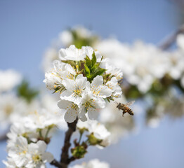 cherry tree blossom with honey bee
