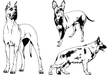 vector drawings sketches pedigree dogs and cats  drawn in ink by hand , objects with no background