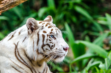 white tiger