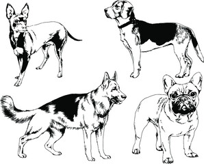 vector drawings sketches pedigree dogs and cats  drawn in ink by hand , objects with no background