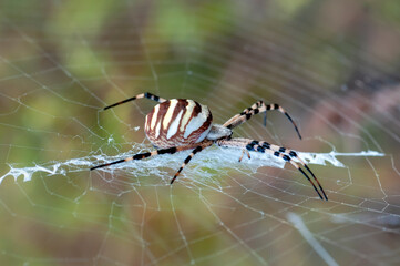 Beautiful spider feasting grasshopper on a spider web . Beautiful spider on a spider web 