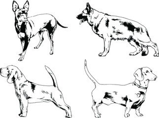 vector drawings sketches pedigree dogs and cats  drawn in ink by hand , objects with no background