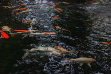 koi crap fish is famous pet of Japanese lover and making relaxing