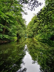 Fototapeta premium river in the forest