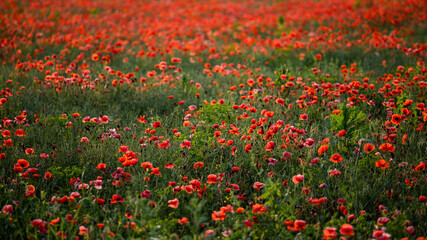 field of red poppies