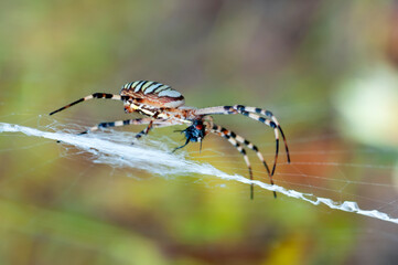Beautiful spider feasting grasshopper on a spider web . Beautiful spider on a spider web 