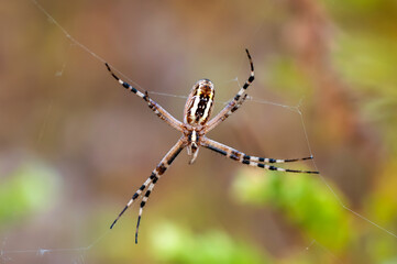 Beautiful spider feasting grasshopper on a spider web . Beautiful spider on a spider web 