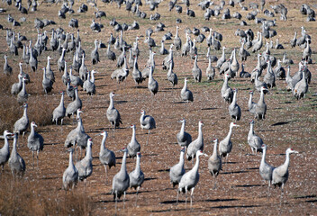Sandhill cranes in their winter quarter in Southern Arizona