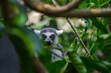 Lemur © VigneshAnand