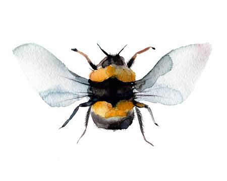 1,380 BEST Bumblebee Watercolour IMAGES, STOCK PHOTOS & VECTORS | Adobe  Stock