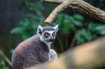 Fototapeta premium Lemur