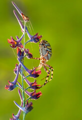 Beautiful spider feasting grasshopper on a spider web . Beautiful spider on a spider web 