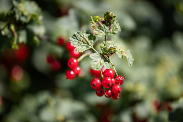 red berries on a branch