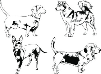 vector drawings sketches pedigree dogs and cats  drawn in ink by hand , objects with no background