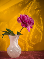 Lonely pink peony in a white vase on a yellow background with sun shadows