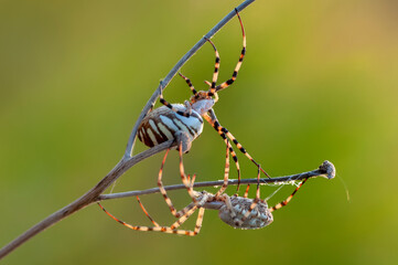 Beautiful spider feasting grasshopper on a spider web . Beautiful spider on a spider web 