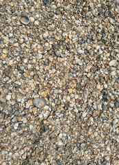The texture of small and large, multi-colored sea shells with gray sand. Photograph, top view.