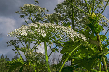 Dangerous plant weed cow parsnip Sosnowski