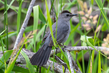 Perching Gray Catbird (Dumetella carolinensis)