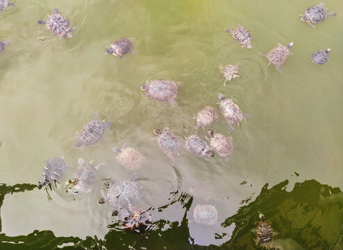 A lot of beautiful, wild turtles swims in the lake, the river in anticipation of feeding, food. Photograph, top view.