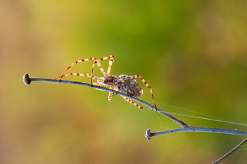 Beautiful spider feasting grasshopper on a spider web . Beautiful spider on a spider web 