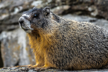 Rock Chuck or Yellow-bellied Marmot (Marmota flaviventris)