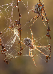 Beautiful spider feasting grasshopper on a spider web . Beautiful spider on a spider web 