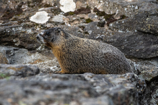 Rock Chuck or Yellow-bellied Marmot (Marmota flaviventris)