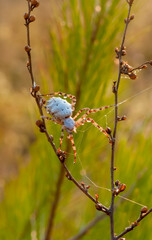 Beautiful spider feasting grasshopper on a spider web . Beautiful spider on a spider web 