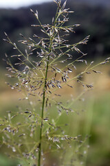 close up of grass in the wind
