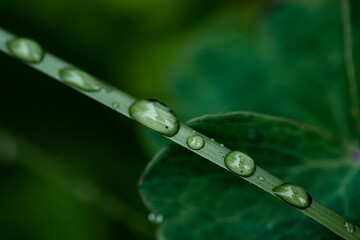 water drops on a green leaf