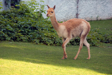Llama portrait on green grass