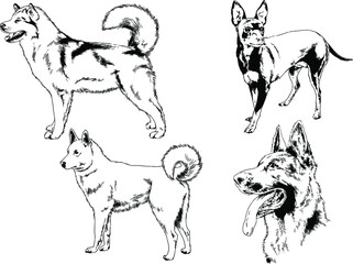 vector drawings sketches pedigree dogs in the racks drawn in ink by hand , objects with no background