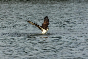 Western osprey on the hunt