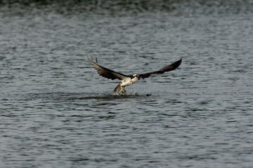 Western osprey on the hunt