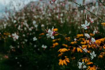 fleurs jaunes dans un jardin urbain