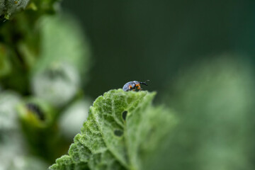 small beetle on a green leaf