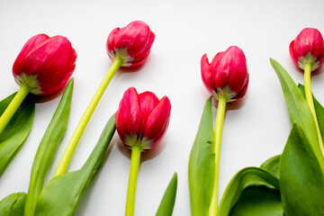 Tulipanes rosas en fondo blanco